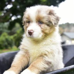 Australian Shepherd Puppies from Ruff & Tumble Australian Shepherds
