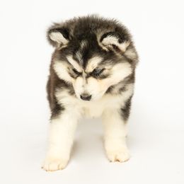 Elanor - Black and white female Siberian Husky puppy in Meadow Vista, California from Thistle Hill Canine