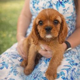 Everett - Ruby male Cavalier King Charles Spaniel puppy in Mount Dora, Fl, Florida from Breezy Palms Cavaliers