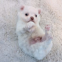 Chihuahua Puppies from ChibiChi