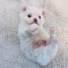 Chihuahua Puppies from ChibiChi