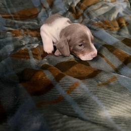 Tripp - Fawn (isabella) and tan male Dachshund puppy in Erie, Michigan from Champagne’s Grinch Toe’d Dachshunds