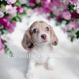 Lane - Dapple male Dachshund puppy in Richmond, Virginia from Irresistible Dachshunds & Cavaliers