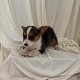 Lexi - Blue female Pembroke Welsh Corgi puppy in Hinton, Oklahoma from Corgi Farms