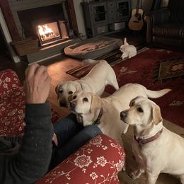Labrador Retriever Puppies from Bella Frieda Farm Labrador Retrievers