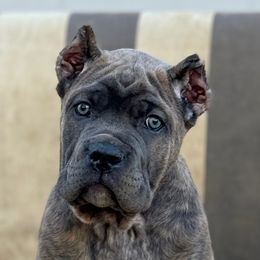 Girl 3 - Cane Corso puppy from Mastiff Mafia
