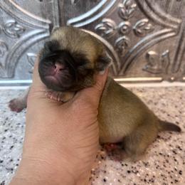 Pink collar - Fawn female Pug puppy in Tucson, Arizona from Furever Friends