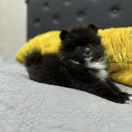 Pomeranian Puppies from Premium Pom’s