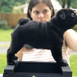Pug Puppies from Cydney & Co Pugs