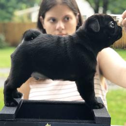 Pug Puppies from Cydney & Co Pugs