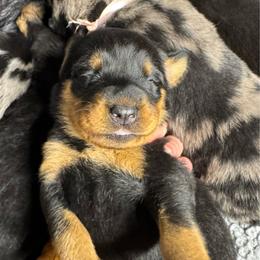 Boy 3 - Black and rust male Beauceron puppy in Henderson, Nevada from Joie de Vie Beaucerons