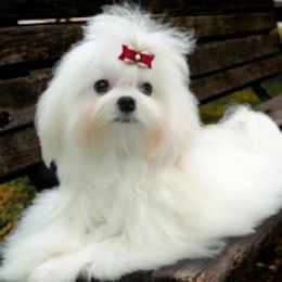 Whisper  - Maltese