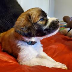 Saint Berdoodle Puppies from Dustdevil Doodles