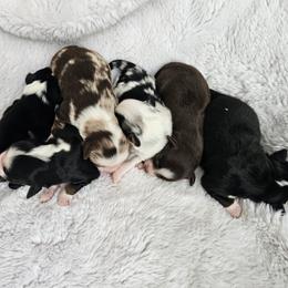 Toy Australian Shepherd puppies from ATX Mini Aussies