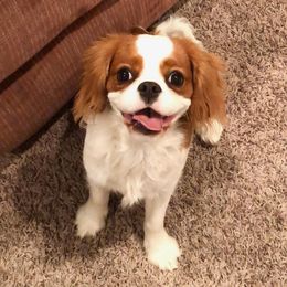 Cavalier King Charles Spaniels from Becks Cavalier Puppies