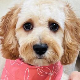 Cavapoos, Golden Retrievers, and Poodles from Circle T Ranch K9s