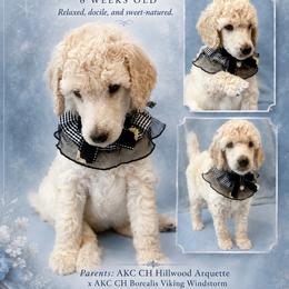 White - White female Poodle puppy in Louisville, Kentucky from Borealis Poodles