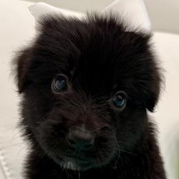 German Shepherd Puppies from Vom Broward Haus