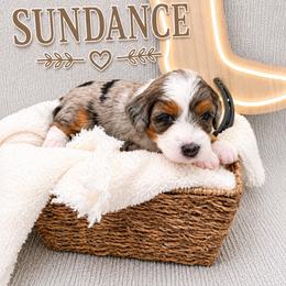 Sundance - Merle male Bernedoodle puppy in Flagstaff, Texas from Gunstock Doodles