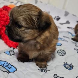 Mandy - Sable female Shih Tzu puppy in Filer, Idaho from Shih Tzu Kennels
