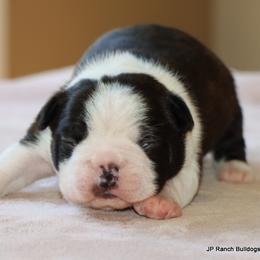 Pete - Black brindle and white male Boston Terrier puppy in Winnsboro, Texas from JP Ranch Bulldogs