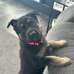 Girl 3 - Bi-color female German Shepherd puppy in Herkimer, New York from Render Kennels
