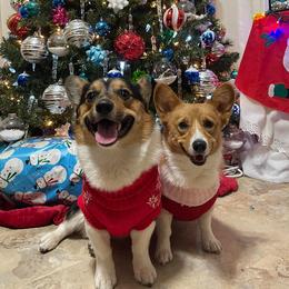 German Shorthaired Pointers and Pembroke Welsh Corgis from Rita's German Shorthaired Pointers & Pembroke Welsh Corgis