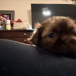 Shih Tzu Puppies from Wood Foo Breeders