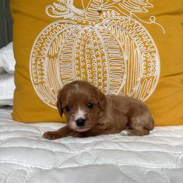 Pumpkin - Brown female Cavapoo puppy in Gap, Pennsylvania from Coles Cavapoo’s