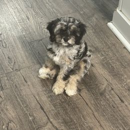Marley - Cockapoo