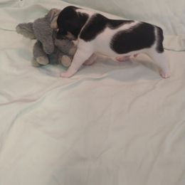 Bolt - White black and tan male Rat Terrier puppy in Harbison Canyon, California from Manumit Rat Terriers