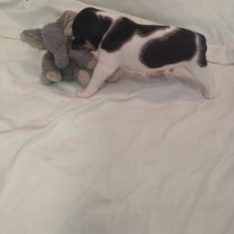 Bolt - White black and tan male Rat Terrier puppy in Harbison Canyon, California from Manumit Rat Terriers