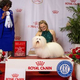 Villy - Coton de Tulear