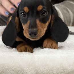 Skye - Black and tan female Dachshund puppy in Shawnee, Oklahoma from Magic Eagle Miniature Dachshunds