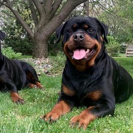 Rottweilers from Odyssey Rottweilers