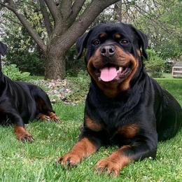Rottweilers from Odyssey Rottweilers