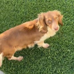 Mauve - Dachshund
