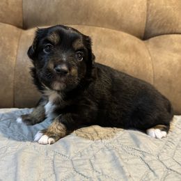 Girl 2 - Black tri female Toy Australian Shepherd puppy in Norwood, Massachusetts from Loyal Litters Toy Australian Shepherds