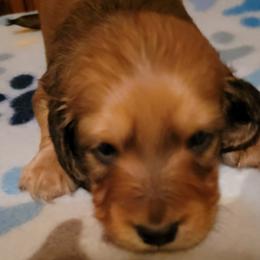 Dachshund Puppies from CLARK'S BREEDING PROGRAM