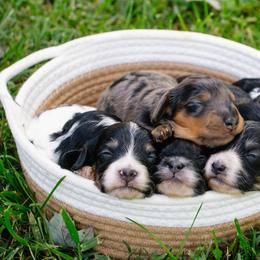 Aussiedoodle, Australian Shepherd, Dachshund, and Miniature Australian Shepherd Puppies from Bline’s Awesome Aussies & Doxies at the Bline Family Farm