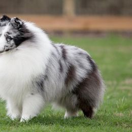 Shetland Sheepdogs from Janette Nowak's Shetland Sheepdogs