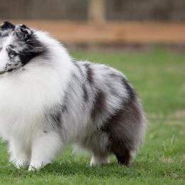 Shetland Sheepdogs from Janette Nowak's Shetland Sheepdogs