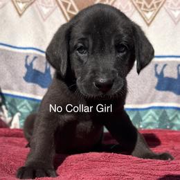No Collar - Black female Labrador Retriever puppy in Lincoln, Nebraska from Labrador Retriever Breedings