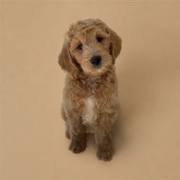 Gene - Cream male Goldendoodle puppy in Glendale, Arizona from CocoLove Doodles