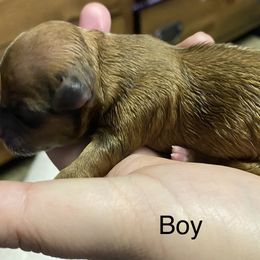 Brownie - Maltipoo puppy in Salinas, California from Sugar's Maltipoo's and Frenchies