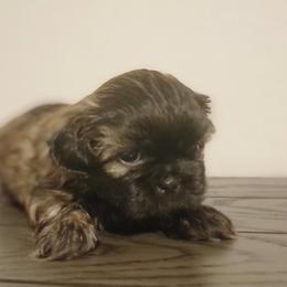 Shih Tzu Puppies from AKC Shih Tzu Champion Line Puppies