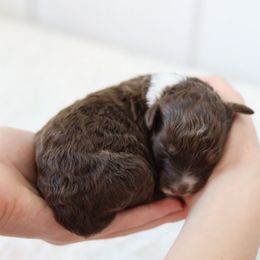 Girl 2 - Red tri-color female Aussiedoodle puppy in Omro, Wisconsin from Crystal Ridge Doodles