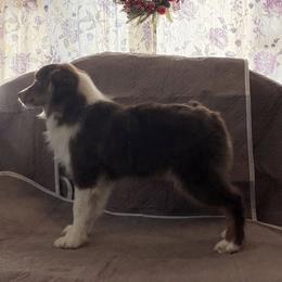 Akari - Red tri-color female Miniature American Shepherd puppy in Garysburg, North Carolina from Schaefer's Miniature American Shepherds