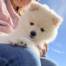 Pomeranian Puppies from Brumback Poms