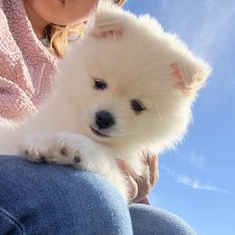 Pomeranian Puppies from Brumback Poms